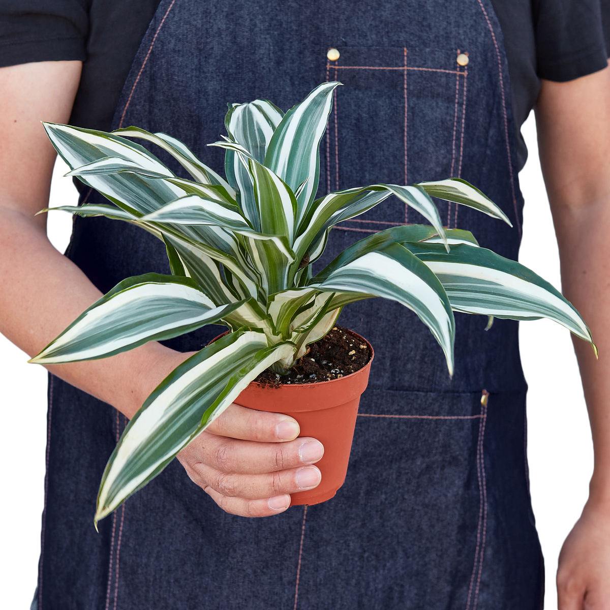Dracaena Warneckii 'White Jewel'