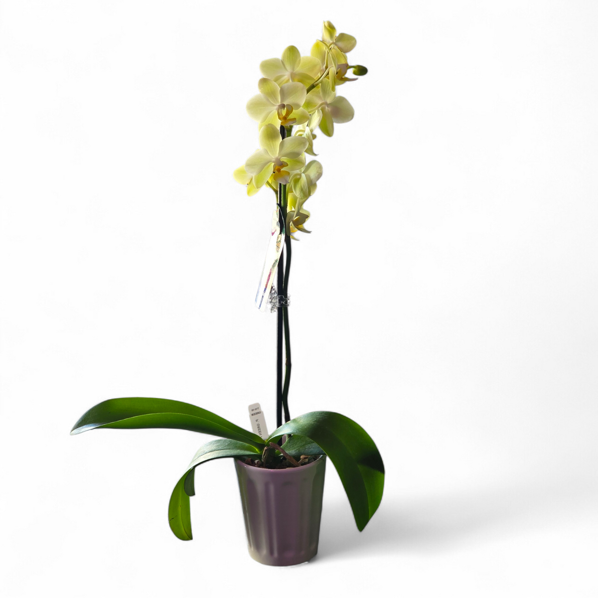 Orchid Plant